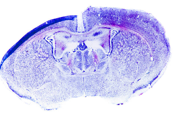 Cтоковое фото исследовательская микрофотография в головном мозге крысы