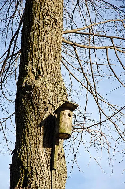 old bird nesting-box on spring tree