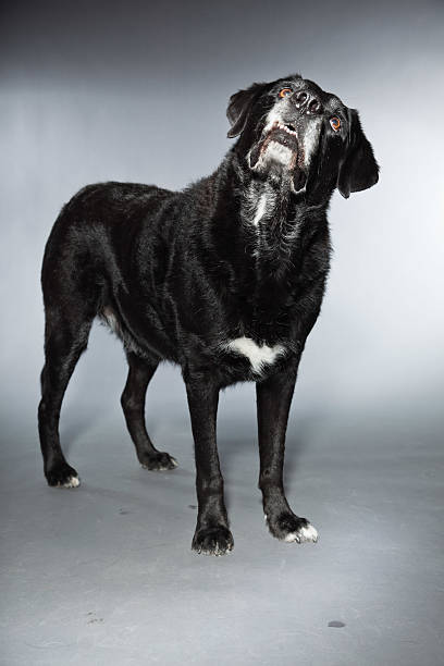 istock Old black labrador retriever. Studio shot isolated on grey background. 482951283