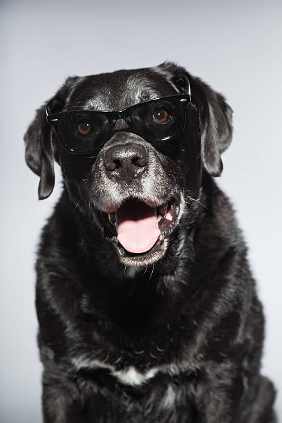 istock Funny old black labrador retriever wearing black sunglasses. 482951503
