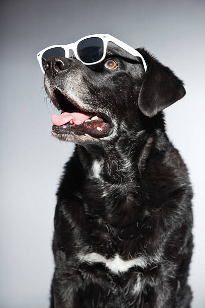 istock Funny old black labrador retriever wearing white sunglasses. 482951549