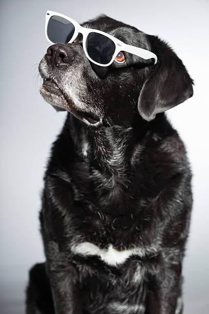 istock Funny old black labrador retriever wearing white sunglasses. 482951581