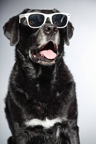 istock Funny old black labrador retriever wearing white sunglasses. 482951627