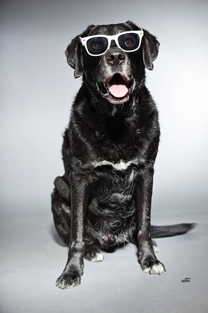 istock Funny old black labrador retriever wearing white sunglasses. 482951651