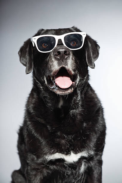 istock Funny old black labrador retriever wearing white sunglasses. 482951663