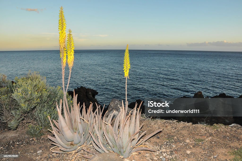 Cactus dans le désert - Photo de Cactus libre de droits