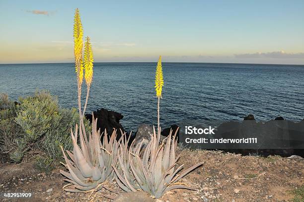 Photo libre de droit de Cactus Dans Le Désert banque d'images et plus d'images libres de droit de Cactus - Cactus, Cactus laineux, Couleur verte