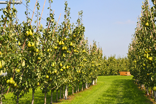 Pear orchard, please see also my other images of orchards, apples and pears in my lightbox:
