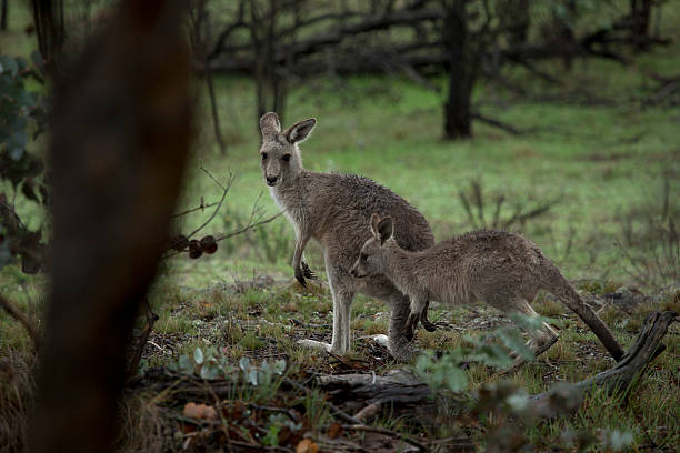 istock Couple of Kangaroos 482953129