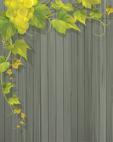 Grapevine and Wooden Wall Background. Copyspace