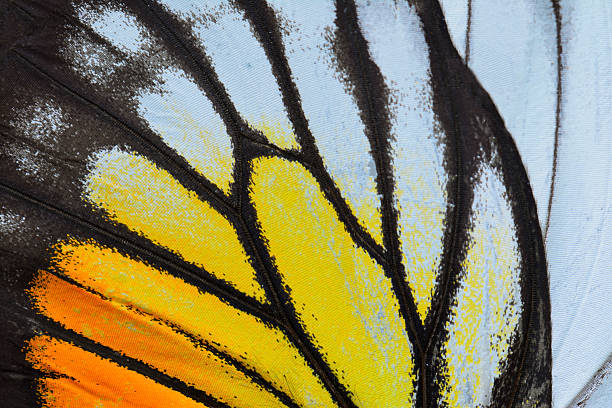 yellow and orange butterfly wing stock photo