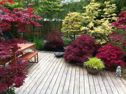 Photo looking down decking of red, purple and green Japanese maples