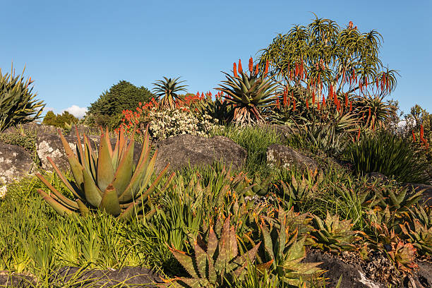 istock collection of aloe plants in bloom 482953966