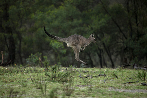 Kangaroo on the move, rainy day