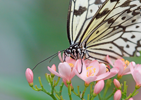 Idea leuconoe butterfly.