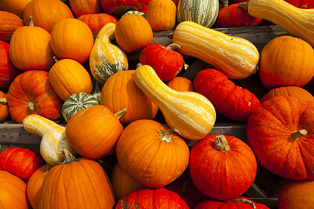 istock Background of many pumpkins 482954719
