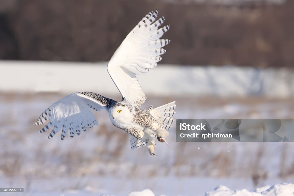 Schnee-Eule - Lizenzfrei Schnee-Eule Stock-Foto