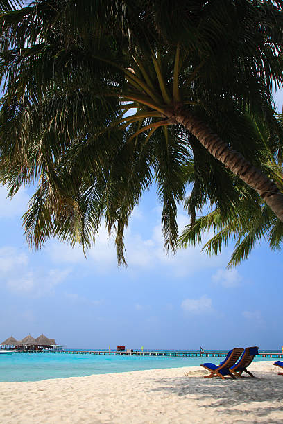 istock Loungers on Maldives beach 482955344