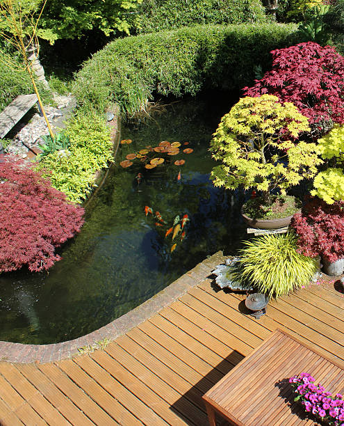 istock Image of koi pond with garden decking and Japanese maples 482959812