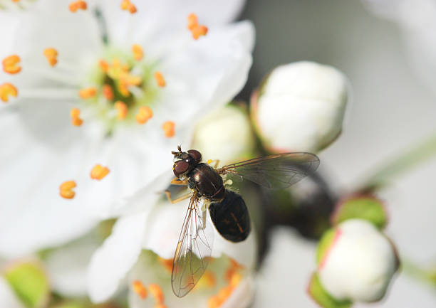 insetto su fiore - insect fly animal eye single flower foto e immagini stock