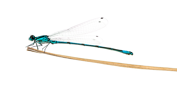 Azure damselfly, Coenagrion puella, on a straw in front of a white background