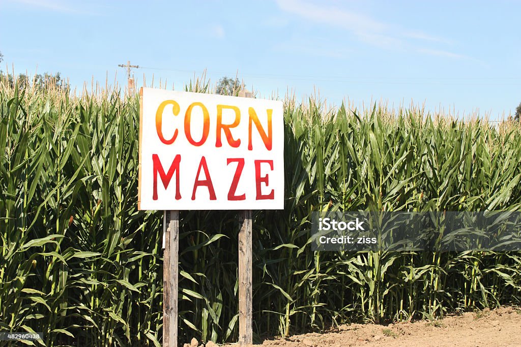 Corn Maze Corn Maze sign on autumn cornfield Corn Maze Stock Photo