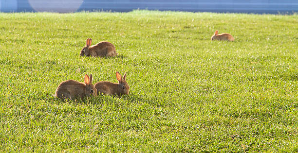 istock Little rabbits on the grass 482963588