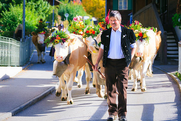 os agricultores que seu gado para aelplerfest - lenk im simmental - fotografias e filmes do acervo