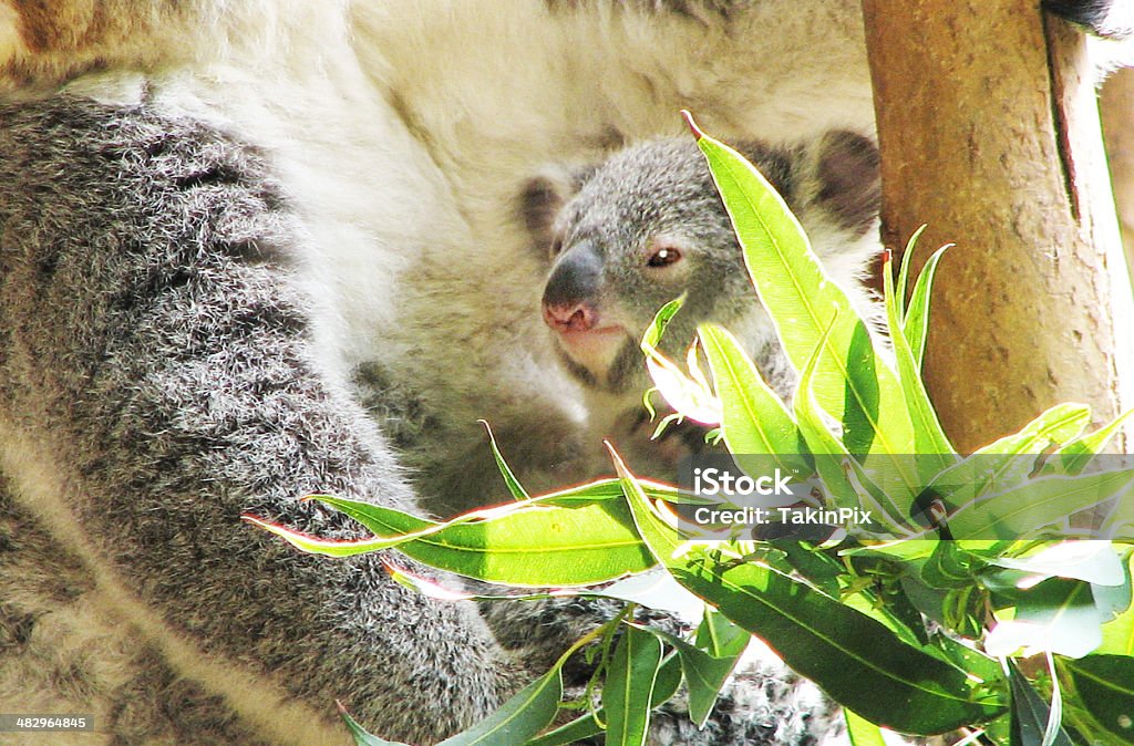 Baby Joey Stock Photo - Download Image Now - Animal Pouch, Koala, Animal -  iStock