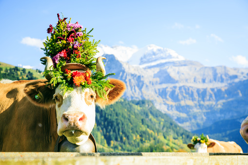 these cows have been decorated with flowers for the aelplerfest, the 