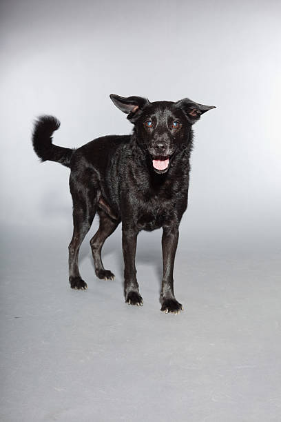 istock Mixed breed black dog. Studio shot against grey background. 482965365