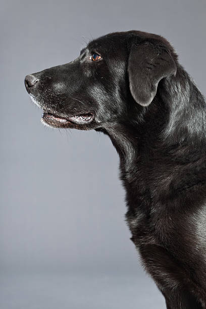 istock Black mixed breed dog. Mix of flatcoated and labrador retriever. 482965687