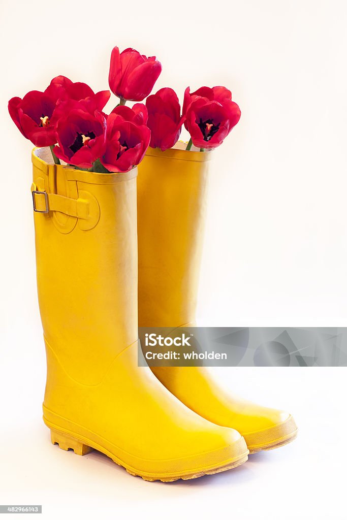 Czerwone Tulipany w żółte buty - Zbiór zdjęć royalty-free (Białe tło)