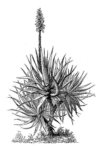 antyczne ilustracja przedstawiająca fynbos aloes (aloe succotrina) - cactus flower single flower plant stock illustrations