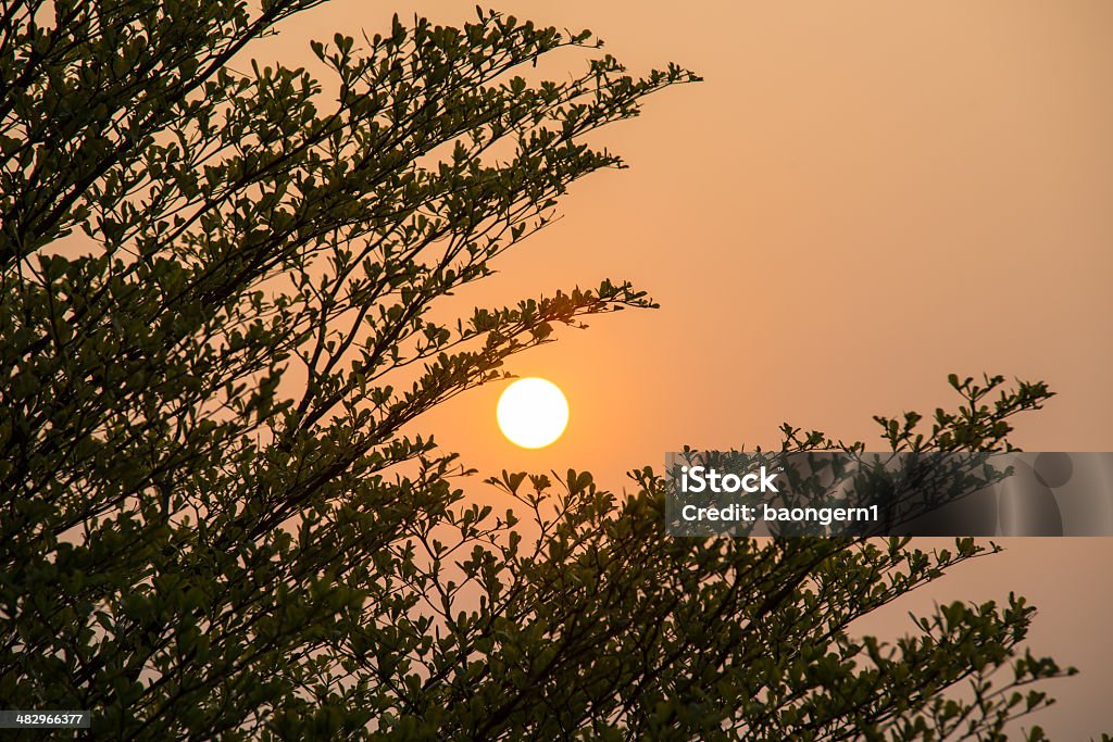 Puesta de sol en el bosque de árboles - Foto de stock de Aire libre libre de derechos