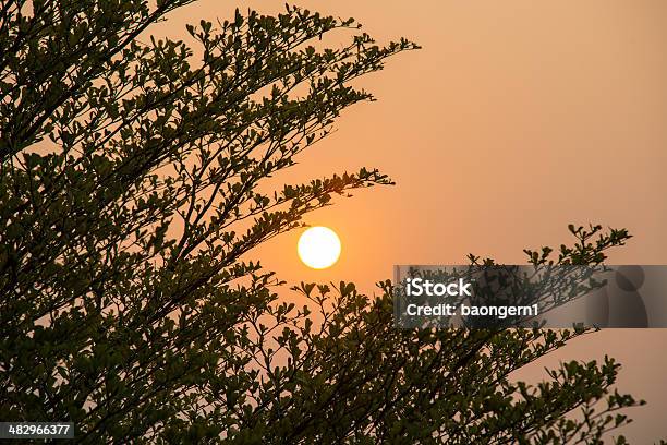 Puesta De Sol En El Bosque De Árboles Foto de stock y más banco de imágenes de Aire libre - Aire libre, Australia, Condado de Clare