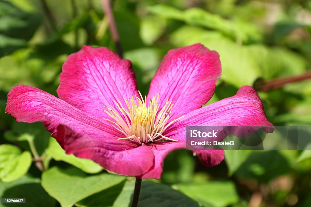 Pink Waldrebe - Lizenzfrei Blume Stock-Foto
