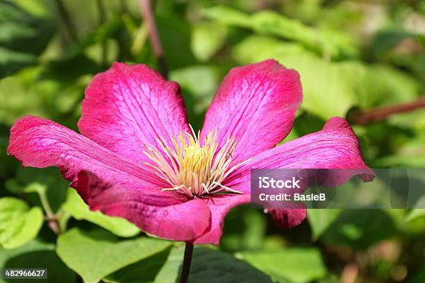 Pink Waldrebe Stockfoto und mehr Bilder von Blume - Blume, Blüte, Formatfüllend
