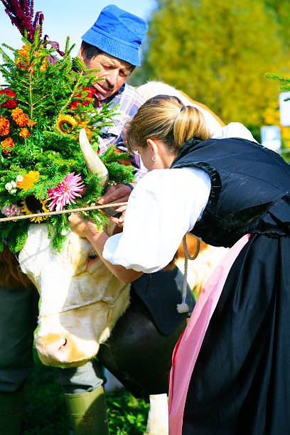 istock farmers decorating their cows for the aelplerfest 482966853