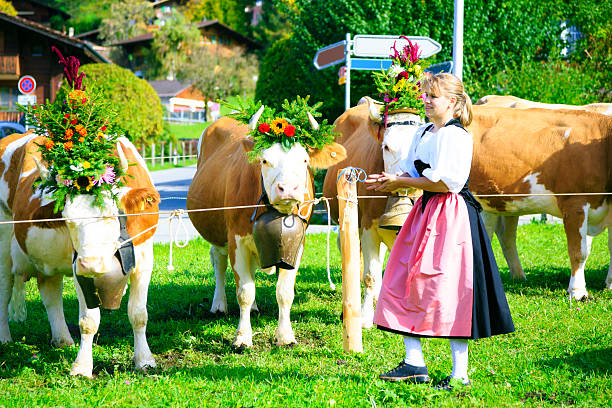 istock farmers decorating their cows for the aelplerfest 482966859