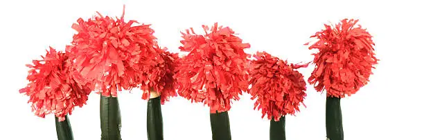 group of cheerleaders, holding red pom-poms