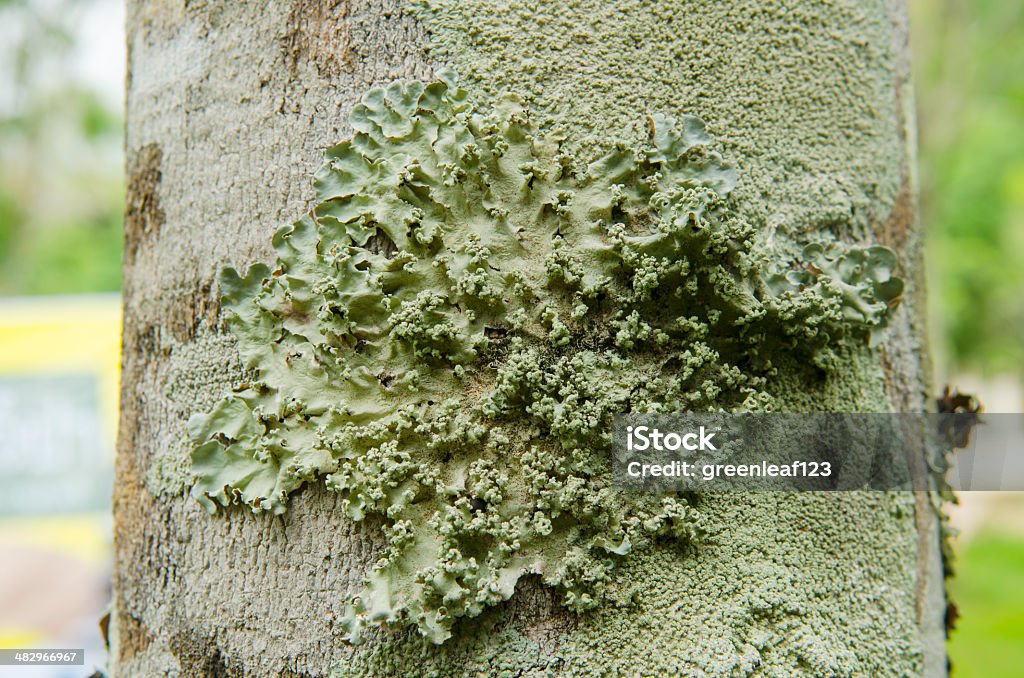 Vicino di lichens sulla Corteccia dell'albero - Foto stock royalty-free di Albero