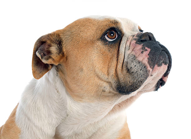 istock english bulldog 482967029
