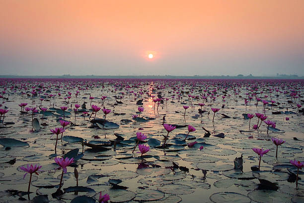 Sea of Red Lotus Kumphawapi Lake, known as the Sea of Red Lotus, in Udon Thani, Thailand. udon thani stock pictures, royalty-free photos & images