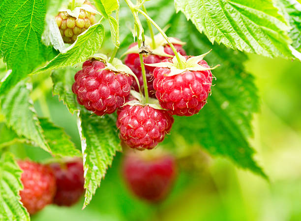istock raspberries in a garden 482967526