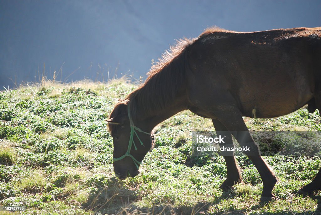 Pastar relieve caballos - Foto de stock de Agricultura libre de derechos