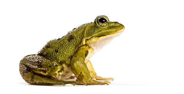 istock Common Water Frog in front of a white background 482967910