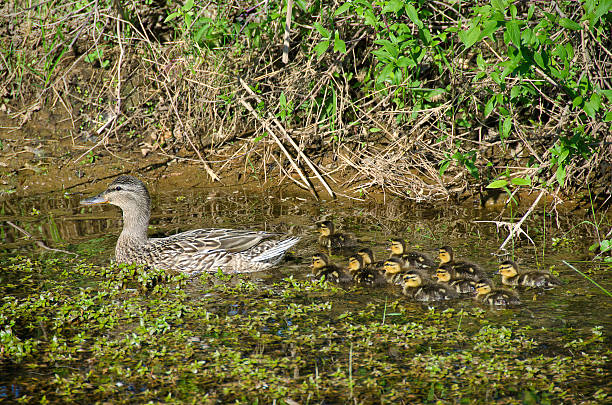 istock female Mallard with ducklings 482968417