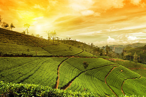 panorama de la plantation de thé - african sunrise photos et images de collection
