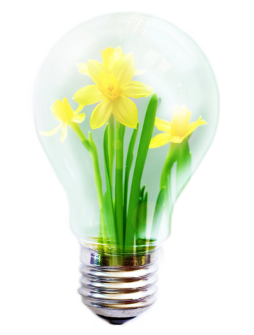 light bulb with flower inside